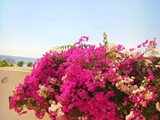 ceshme_plus_hotel (39)