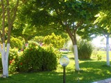 kaya_prestige_sunshine (28)