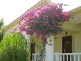Palm_Wings_Beach_Didim (18)