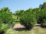 sural_resort_side (23)