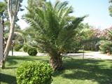 surmeli_efes (37)