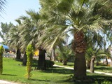 surmeli_efes (66)